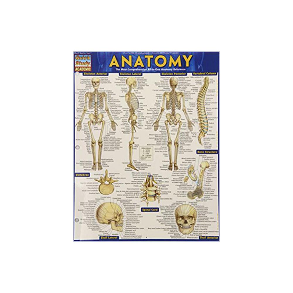 Barchart, Study Guide, Anatomy